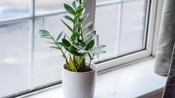 TANAMAN HIAS SPIDER PLANT, PEACE LILI, DAN ZZ PLANT.