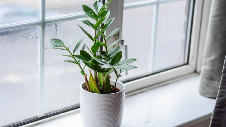 Zamioculcas is a tropical perennial plant native to eastern Africa.