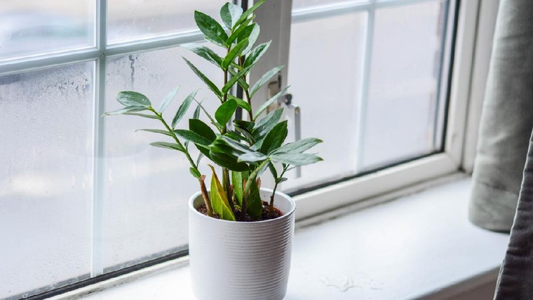 Tanaman hias zz Zamioculcas is a tropical perennial plant native to eastern Africa.