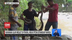VIDEO: Kawanan Ular Melilit di Pohon, Induk Piton Ditangkap