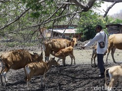 Jual Beli Sapi, Pria Ini Bisa Raup Untung hingga Rp 24 Juta/Bulan