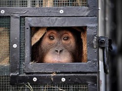 2 Orang Utan yang Diselundupkan ke Thailand Dikembalikan ke Jambi