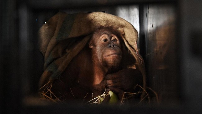 Seorang pria kewalahan menghadapi tarikan orang utan, yang berkekuatan tujuh kali manusia. Videonya viral di media sosial.