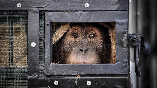 Perdagangan satwa dilindungi itu terungkap dari informasi yang disampaikan oleh Yayasan Orangutan Sumatera Lestari-Orangutan Information Centre (YOSL-OIC).