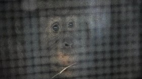 Masih di Bawah Umur, Tersangka Penjualan Orang Utan Sumut Tak Ditahan