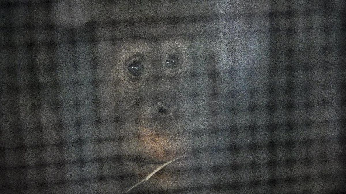Kronologi Orang Utan Lepas dari Safari Solo, Masuk ke Rumah Makan