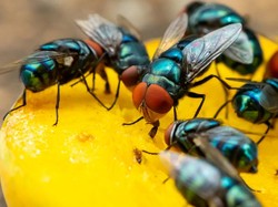 Cara Ampuh Usir Lalat ala Warteg, Praktis Pakai Cabai