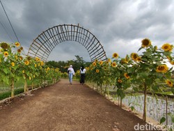 Kampung Bunga Matahari di Cianjur yang Instagramable