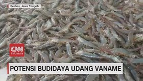 VIDEO: Potensi Budidaya Udang Vaname
