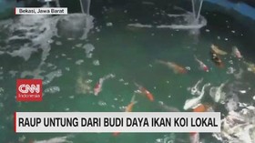 VIDEO: Raup Untung Dari Budi Daya Ikan Koi Lokal