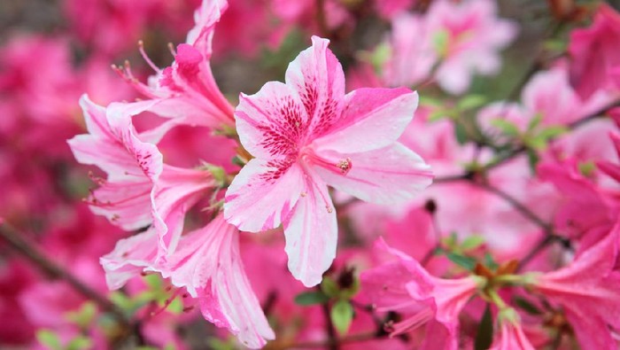 Tanaman hias bunga pink