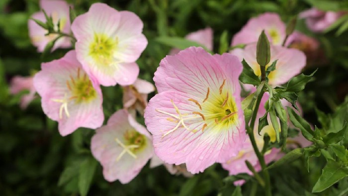 Pink Evening Primrose / Oenothera Speciosa