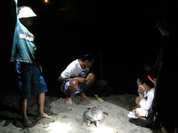 Begini Aktivitas Relawan Menjaga Kelestarian Penyu di Pacitan