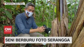 VIDEO: Seni Berburu Foto Serangga