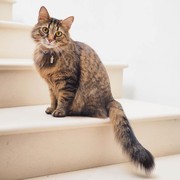 Bikin Kucing Makin Gembul, Coba Rekomendasi Wet Food Berikut Ini