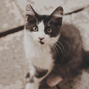 Bukan Kucing Oren, Ini Dia 
