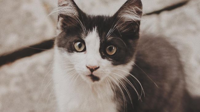 Bukan Kucing Oren Ini Dia Tuxedo Cat Kucing Paling Bukan Kucing Oren Ini Dia Tuxedo Cat Kucing Paling