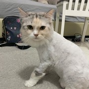 Manfaat Metode Lion Cut Untuk Kesehatan Kucing