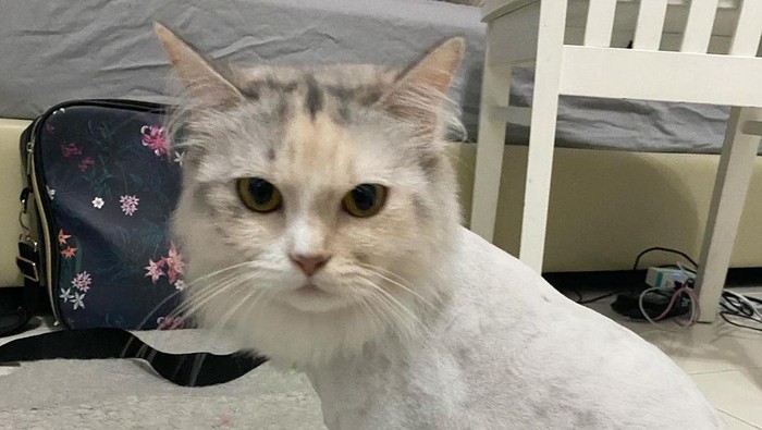 Manfaat Metode Lion Cut Untuk Kesehatan Kucing