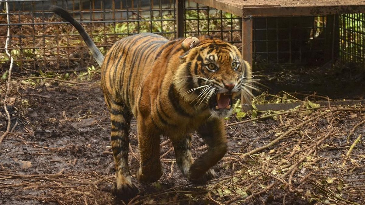 Turis India Diserang Harimau Saat Coba Selfie