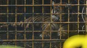 2 Harimau Singkawang Hilang, Warga Diminta Diam di Rumah