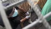 FOTO: Kucing Besar Corina Melangkah Lagi ke Rimba Harimau Sumatra Corina sempat terkena jerat lalu dirawat selama sembilan bulan. Akhir pekan lalu si kucing besar itu pulang ke rimba.