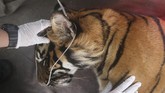FOTO: Kucing Besar Corina Melangkah Lagi ke Rimba Harimau Sumatra Corina sempat terkena jerat lalu dirawat selama sembilan bulan. Akhir pekan lalu si kucing besar itu pulang ke rimba.