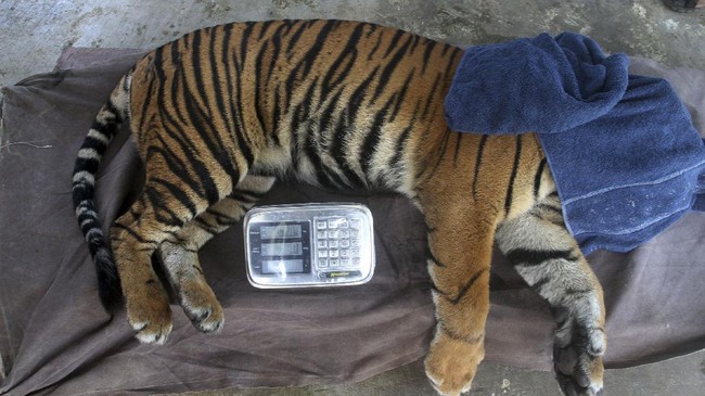 Harimau Sumatra di Kebun Binatang Simalingkar Kota Medan atau Medan Zoo kurus dan memakan rumput. Video harimau itu viral di media sosial.