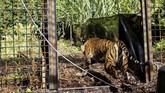 FOTO: Kucing Besar Corina Melangkah Lagi ke Rimba Harimau Sumatra Corina sempat terkena jerat lalu dirawat selama sembilan bulan. Akhir pekan lalu si kucing besar itu pulang ke rimba.