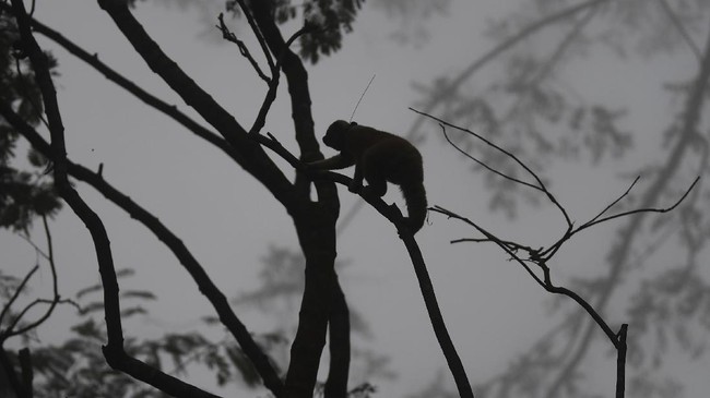 Seekor satwa langka, simpai atau surili Sumatera diduga disiksa sejumlah orang di Sumbar. Hewan primata itu dipermainkan oleh empat pemuda di tepi sungai.