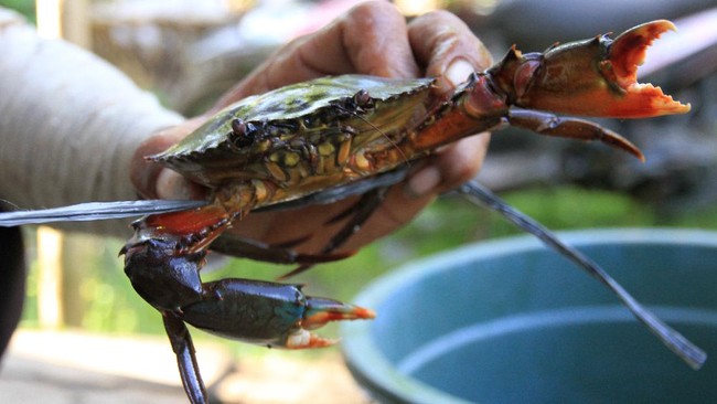 Provinsi Ca Mau Gelar Balap Kepiting Genjot Kunjungan ke Vietnam Para pemenang dari kompetisi balap ini kemudian dianugerahi medali dan hadiah uang tunai di akhir kompetisi.