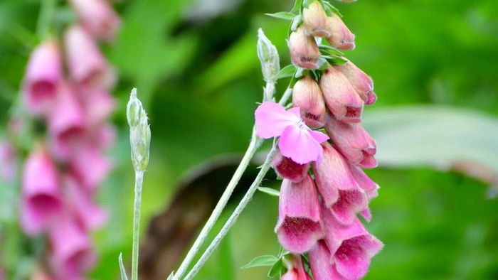 Digitalis purpurea is biennial plant, with soft, hairy, toothed, ovate and lance-shaped leaves. But, it may be annual or perennial depending on the species. It is commonly called foxglobe, but also called throat wort, fairy finger, lion’s mouth and witch’s bells. It is characterized by a thick, cylindrical stem that reaches a height of 2 meters. Flowers grow in the first or second year, depending on the species, and are tubular and bell-shaped with a range of colors such as pink, purple, white, yellow and blue. Its blooming time is spring. Its blooming time is from late spring to early summer.