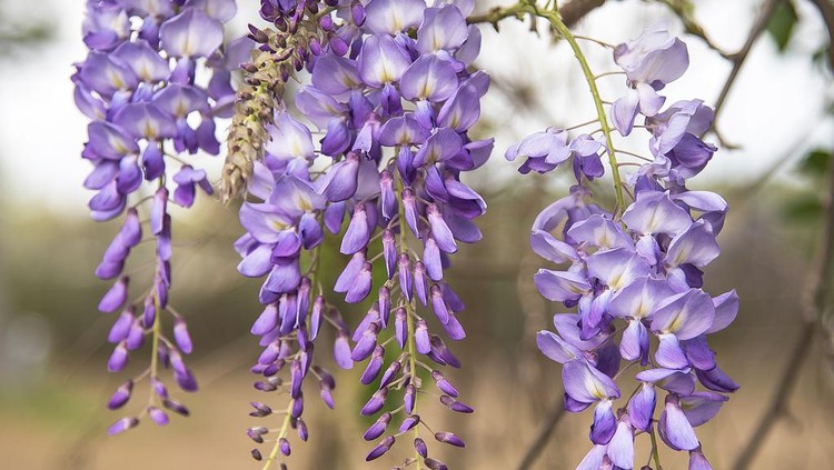 Purple wisteria blossoms in springtime delicate petals