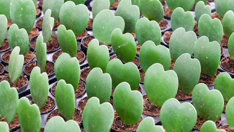 Bunch of heart shaped cactus also known as lucky heart