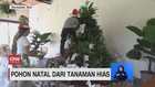 VIDEO: Pohon Natal Unik Terbuat Dari Tanaman Hias