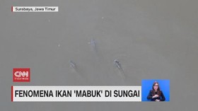 VIDEO: Fenomena Ikan Mabuk di Sungai