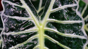 Tips Merawat Tanaman Hias Alocasia untuk Pemula