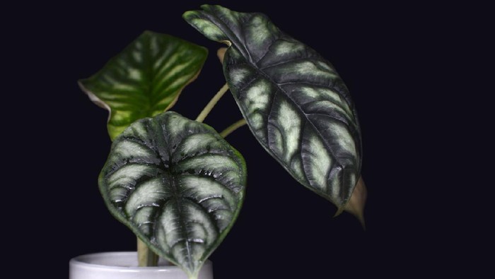 Plant photography