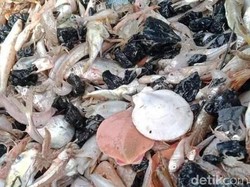 7 Fakta Terungkap Terkait Pencemaran Batu Bara di Laut Batang