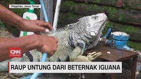 VIDEO: Raup Untung dari Ternak Iguana