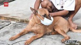 VIDEO: Kisah Anjing Pakai Masker Saat Keluar Rumah