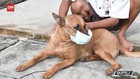 VIDEO: Kisah Anjing Pakai Masker Saat Keluar Rumah