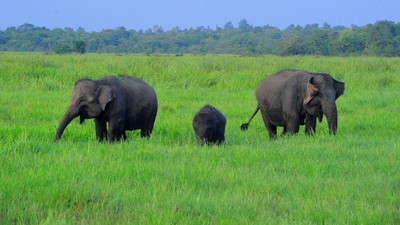 Keluar Hutan, Gajah Taman Nasional Way Kambas Serang Warga