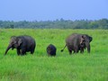TN Way Kambas Masih Ditutup, Kawanan Gajah Nikmati Ketenangan