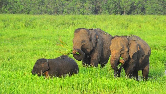 Indonesia memiliki sejumlah pusat konservasi gajah, yang bertujuan untuk merawat populasinya sekaligus menjadi destinasi wisata.