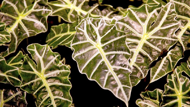 Alocasia termasuk tanaman hias yang cukup banyak digemari. Ternyata cara merawat tanaman hias alocasia yang cantik ini tak terlalu sulit lho, Bunda.