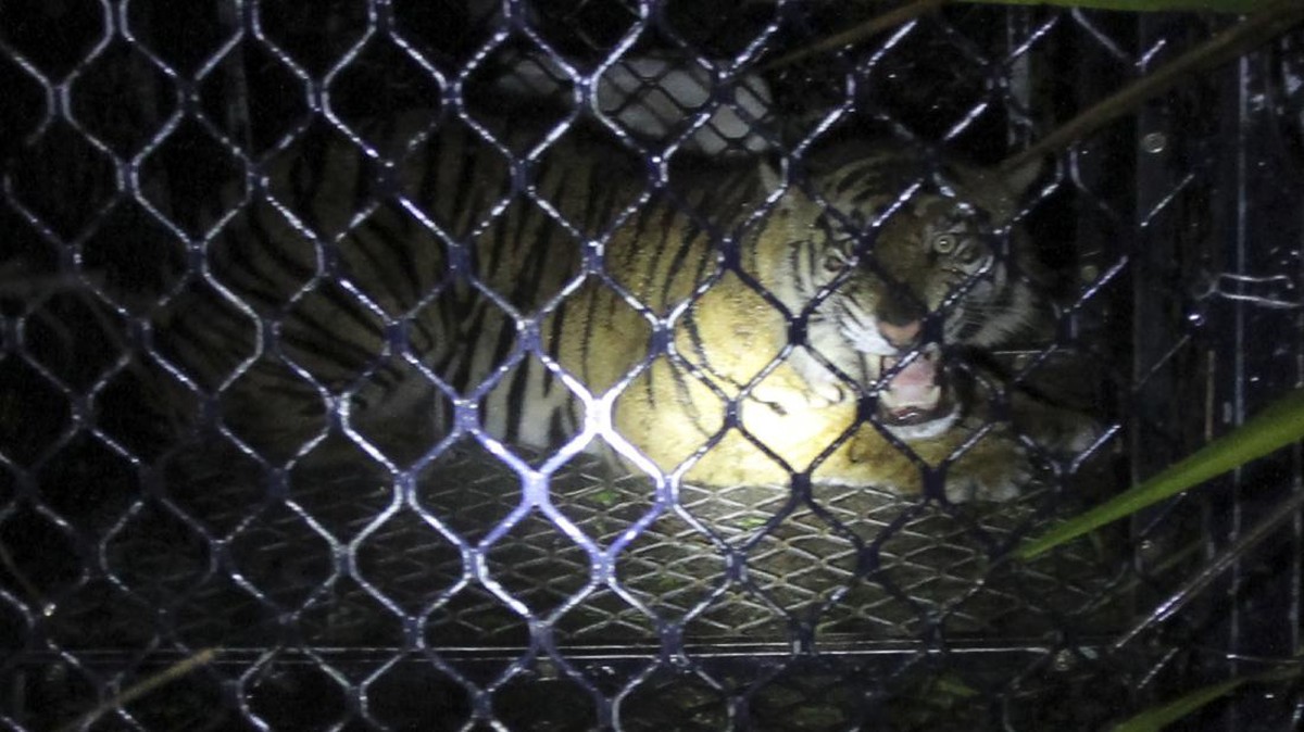 FOTO: Seekor Harimau Sumatera Dievakuasi di Aceh