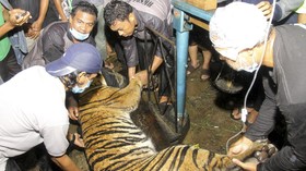 Menelusuri Asal Mula Topi Terbalik Buat Tangkis Serangan Harimau
