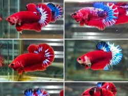 Mengintip Peluang Bisnis Lelang Ikan Cupang