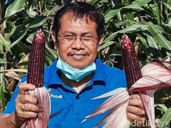 Kadis Pertanian Denpasar Meninggal Akibat COVID, Dikenal Berprestasi